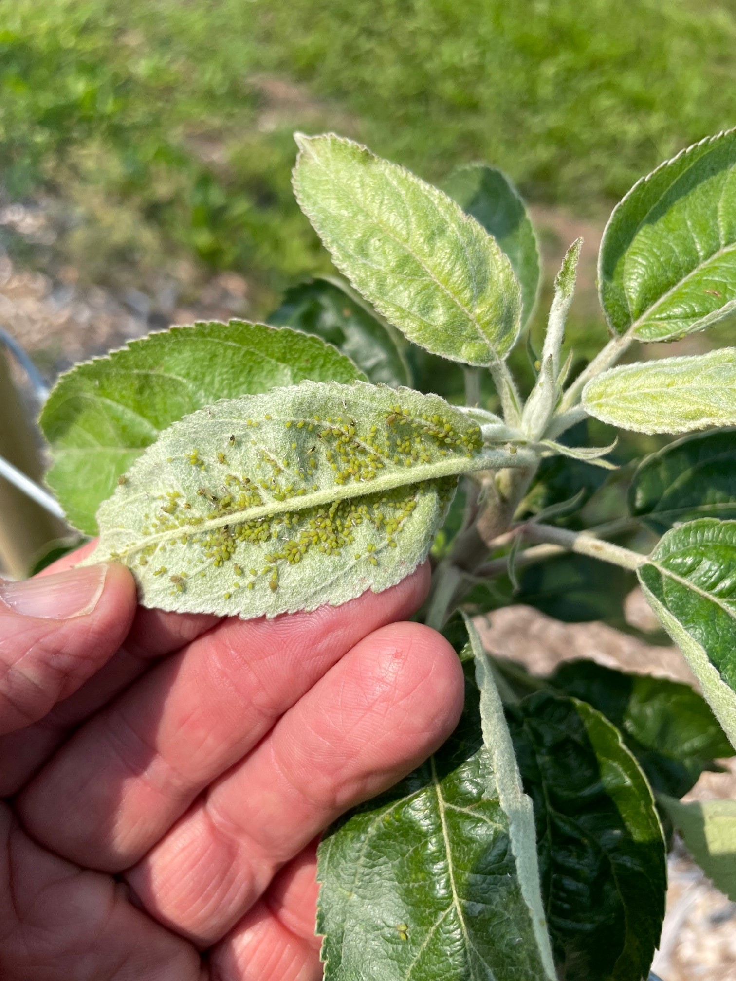 Green apple aphids on apple leaves.